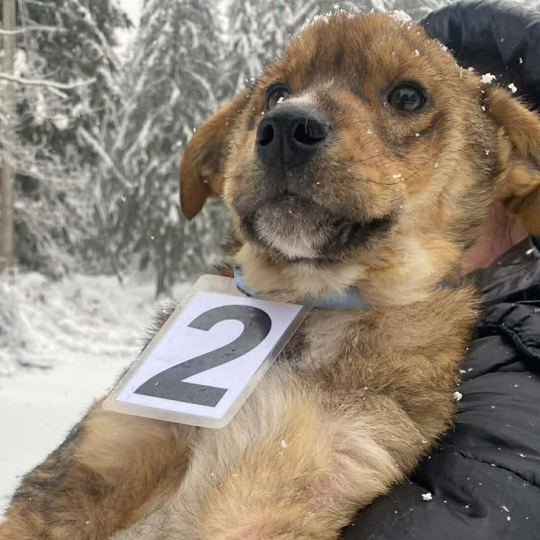 Wifi, male puppy Mixed Breed for adoption at Stichting Woozy