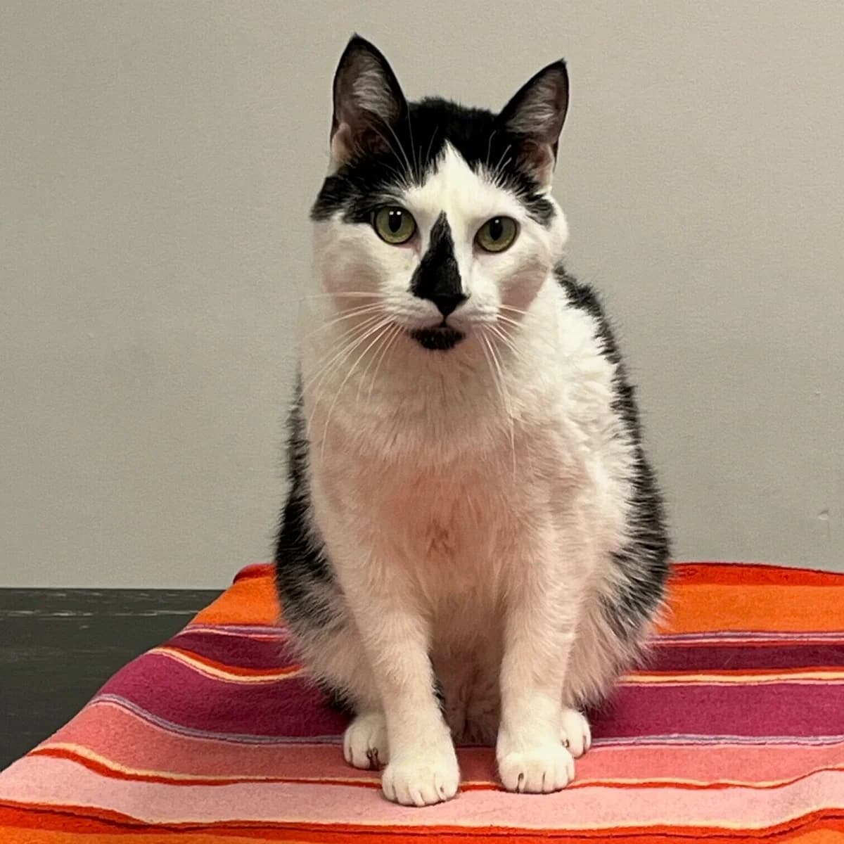 Special Case Willyfog, male 6yo Mixed Breed for adoption at Stichting Zilver, —