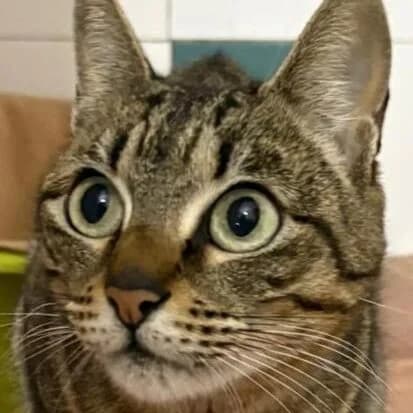 Penelope, female 3yo Mixed Breed for adoption at Stichting Zilver, —