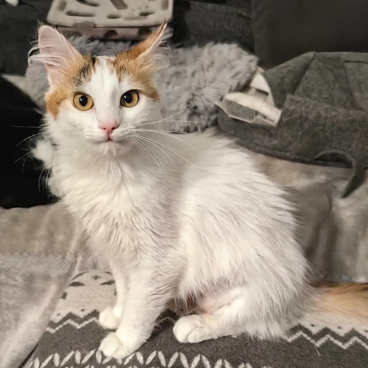Kasia, female young Mixed Breed for adoption at Stichting Zilver, —