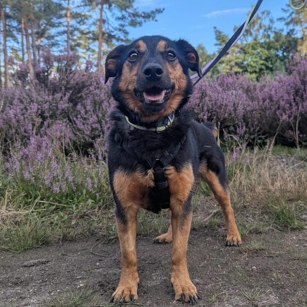 Sammie, male senior Mixed Breed for adoption at Stichting Zilver, —