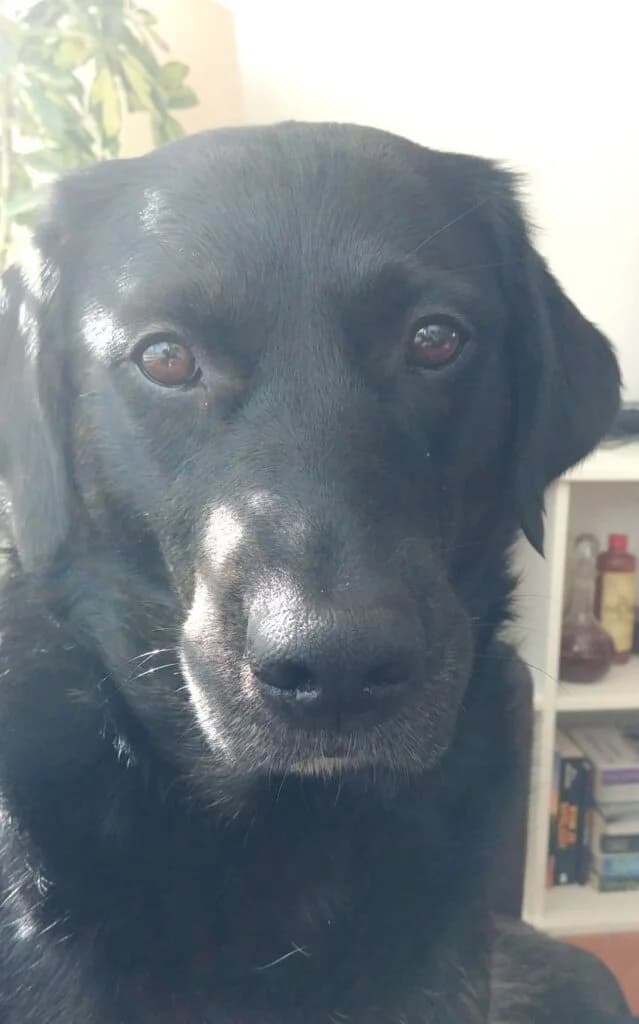 Sammy, female 6yo Labrador Retriever for adoption at Stichting Zino
