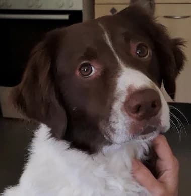 Brownie, puppy mixed breed for adoption at Stichting Zino