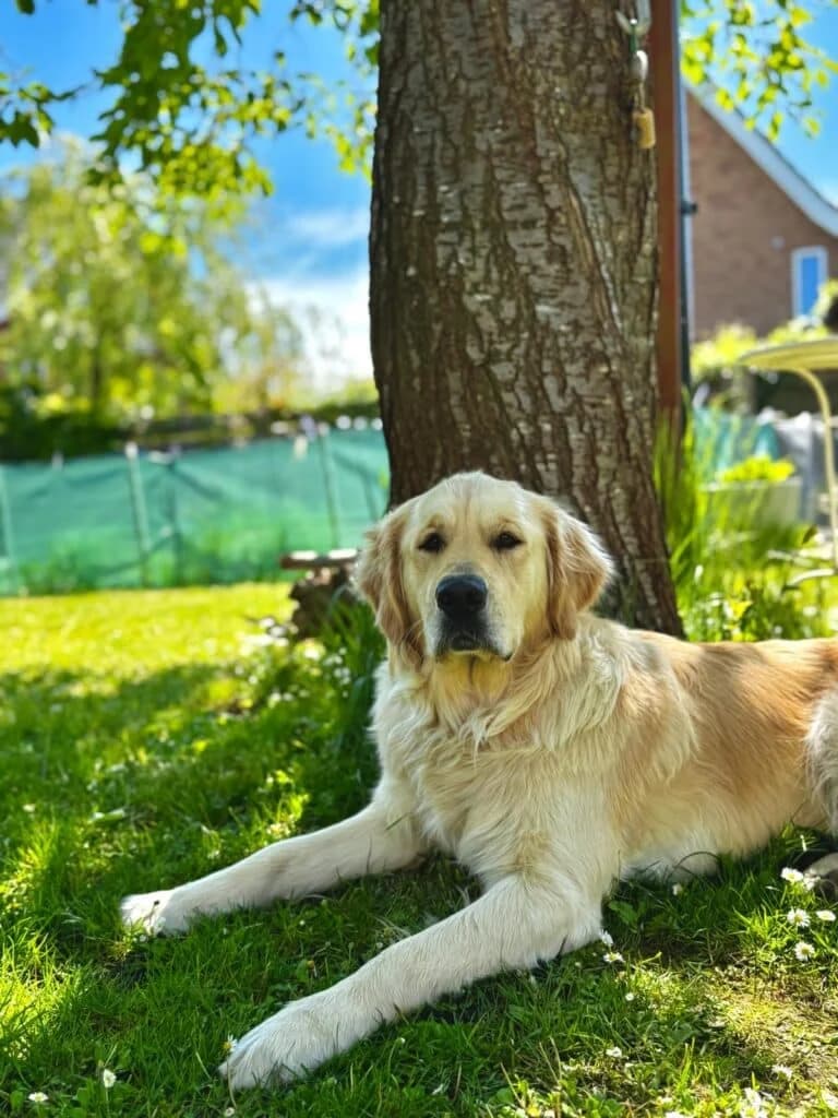 Noor,  Golden Retriever for adoption at Stichting Zino