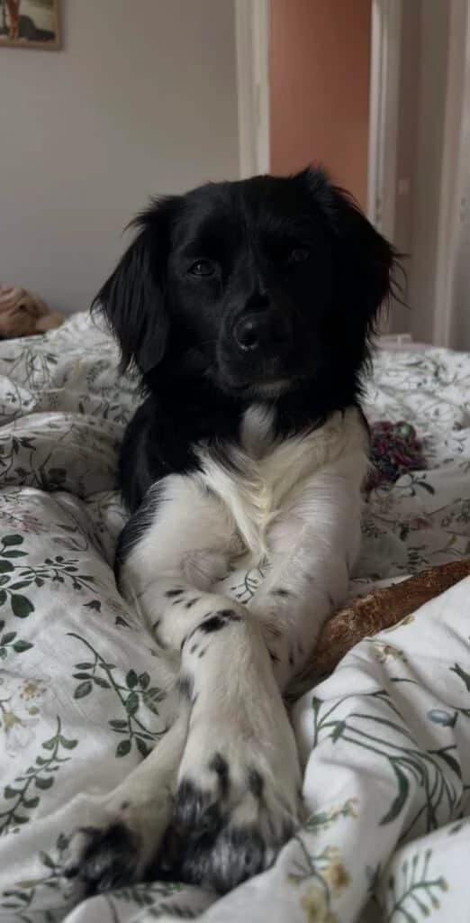 Puck,  (Stichting Zino)
