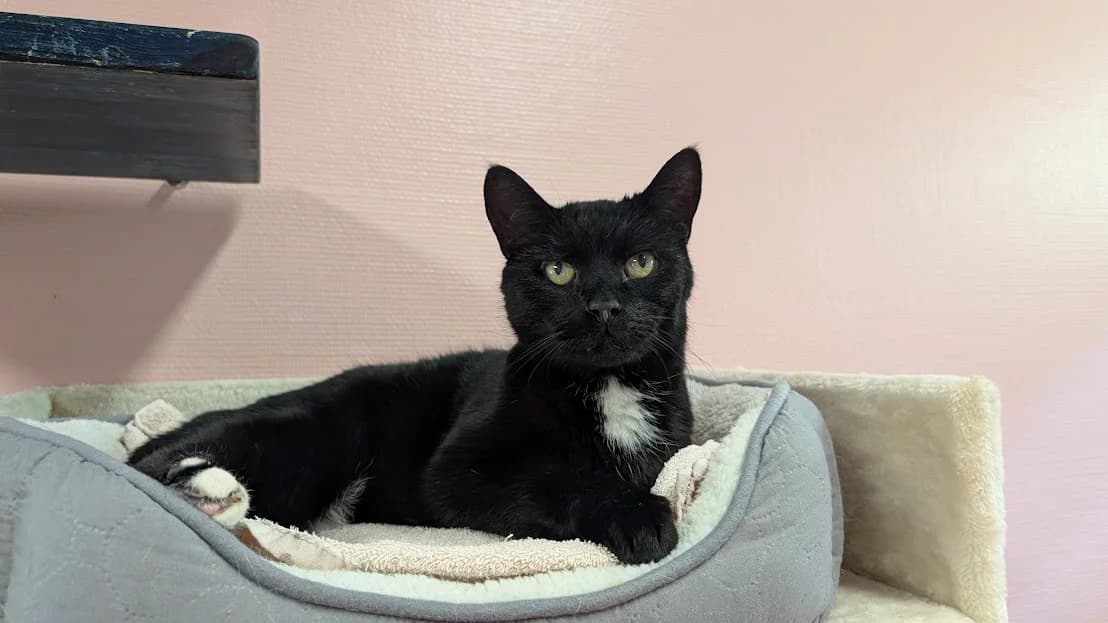 Sammy, male senior Mixed Breed for adoption at Stichting Zwerfdier