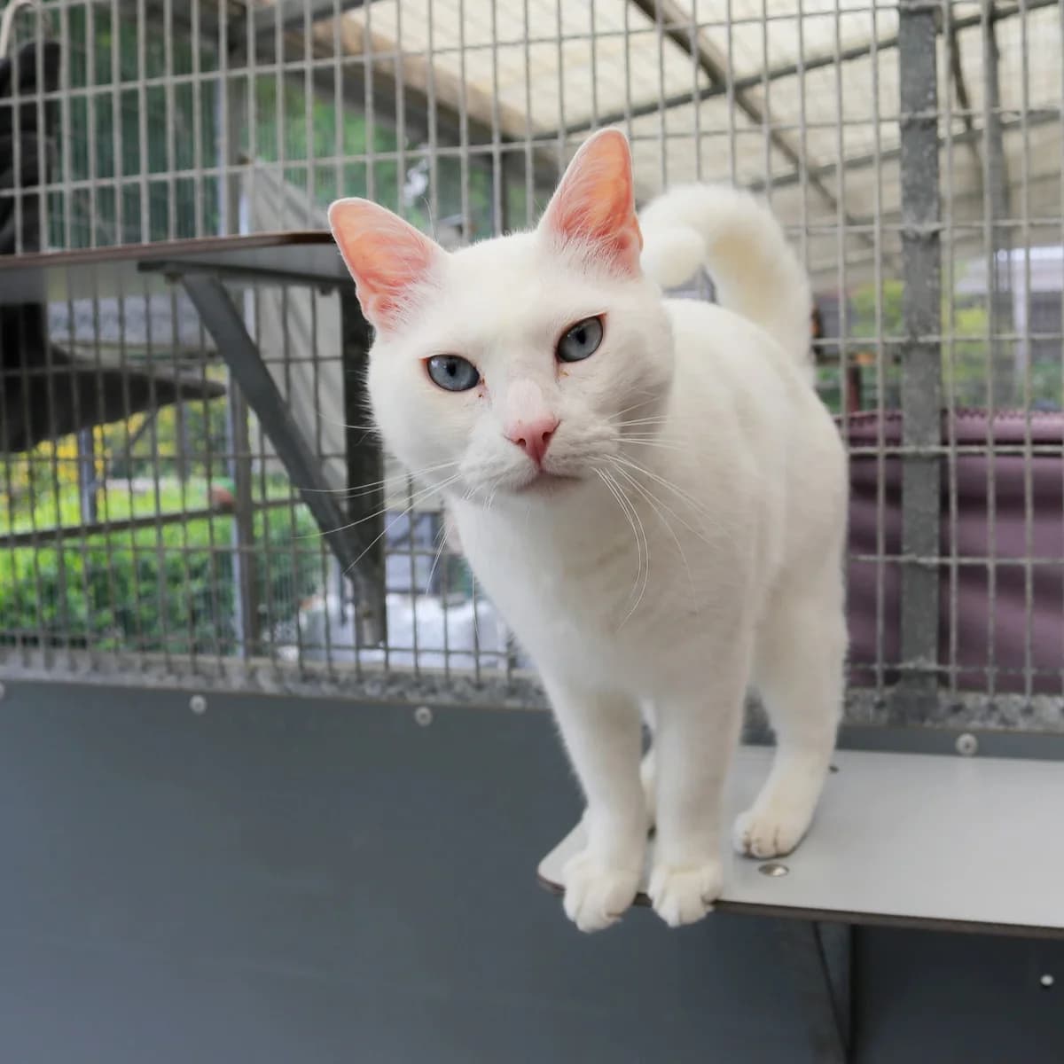Samuk, male senior Mixed Breed for adoption at Stichting Zwerfdier