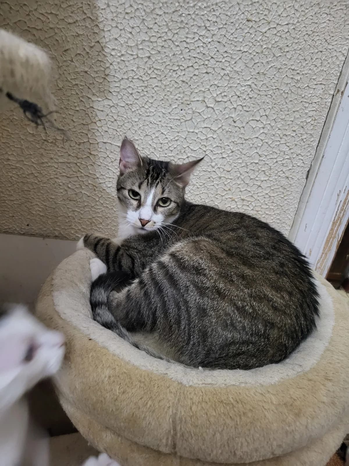 Callie, female 3yo Mixed Breed for adoption at Stichting Stray Paws, NL-wide