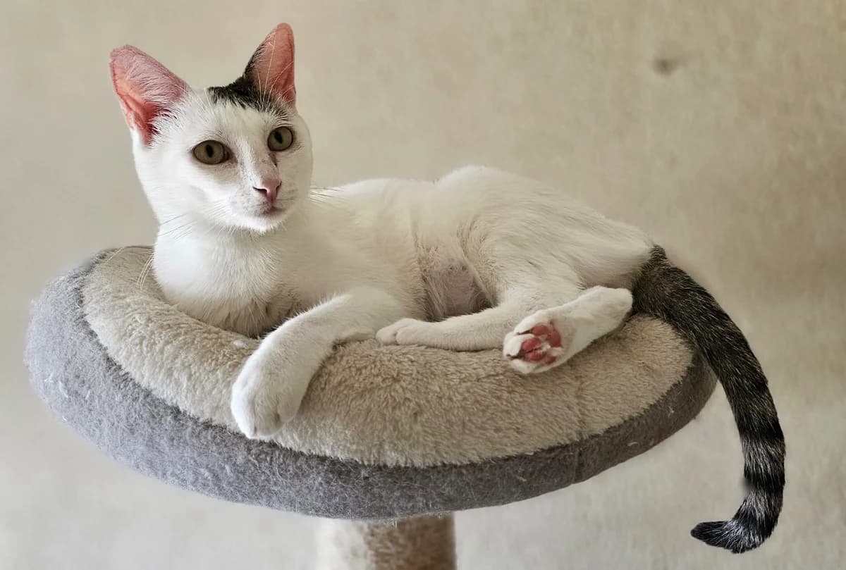 Lupita, female 3yo Mixed Breed for adoption at Stichting Stray Paws, NL-wide