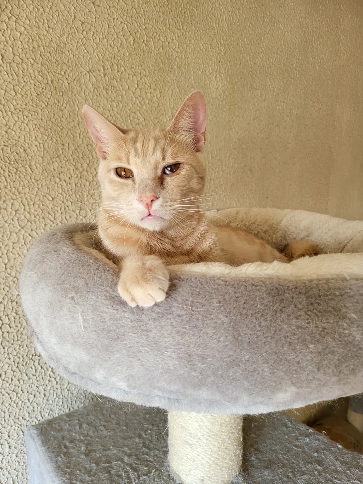 Mars, male young Mixed Breed for adoption at Stichting Stray Paws, NL-wide