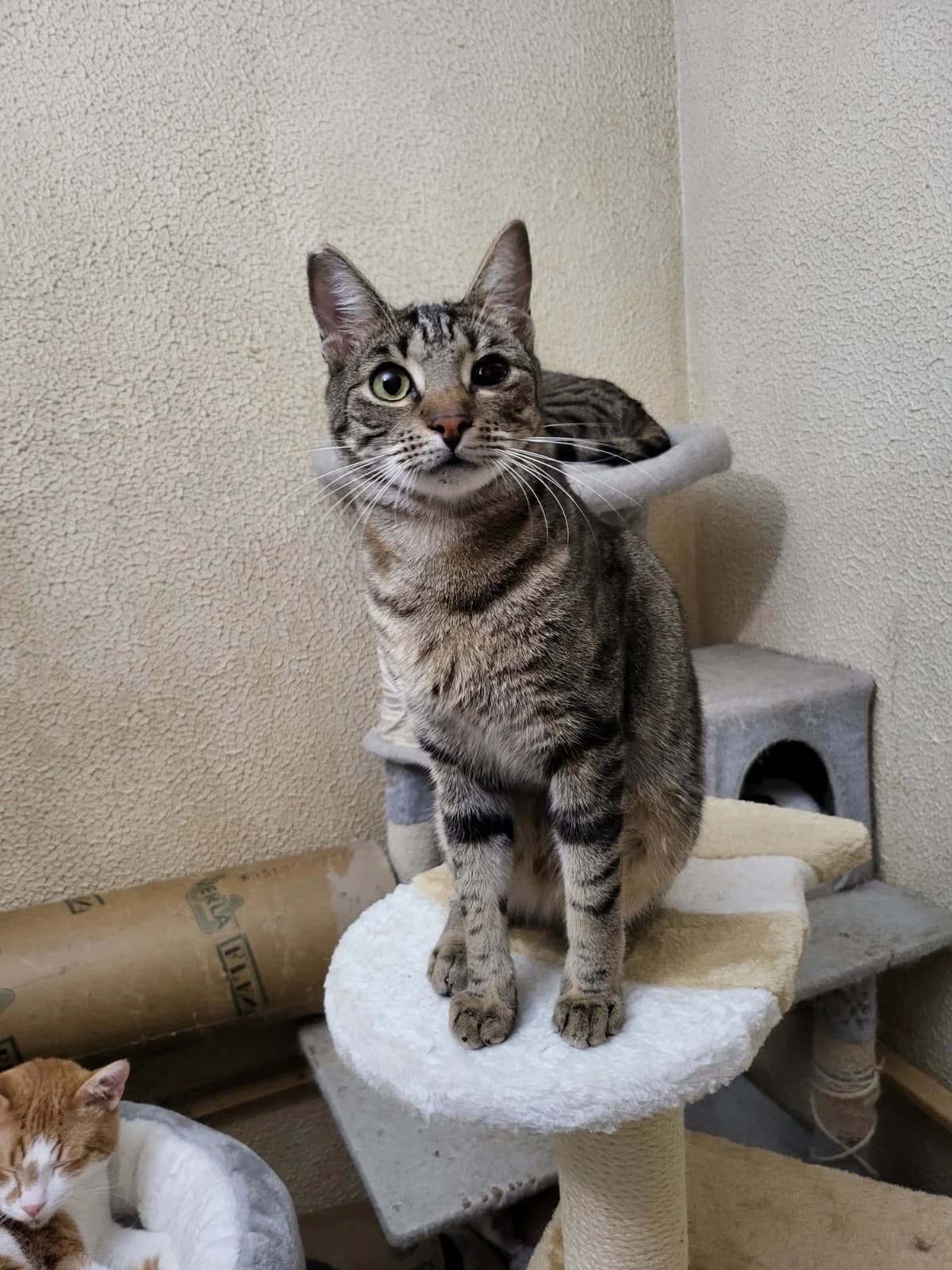 Snickers, male young Mixed Breed for adoption at Stichting Stray Paws, NL-wide