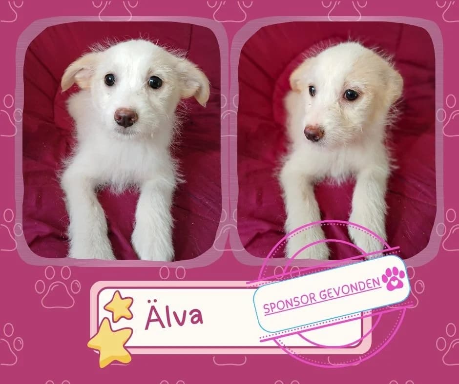 Alva, female puppy Mixed Breed for adoption at Straydogs Rescue Nederland, RC Nieuwe Pekela
