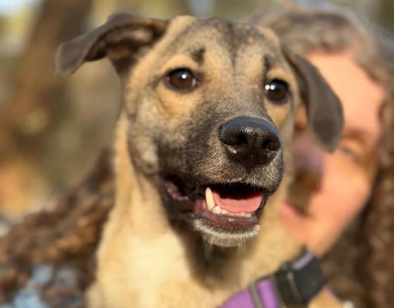 Angie, female puppy Mixed Breed for adoption at Straydogs Rescue Nederland, RC Nieuwe Pekela