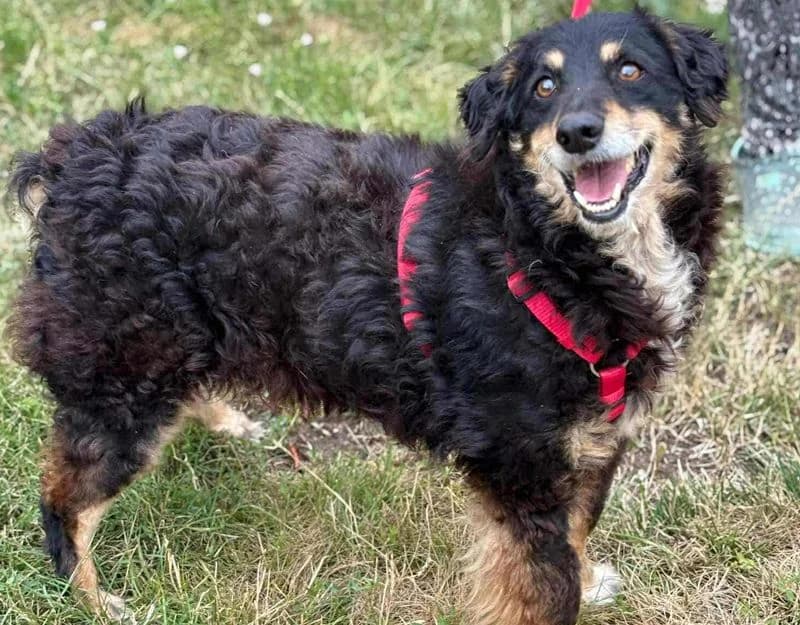 Babi, female senior Mixed Breed for adoption at Straydogs Rescue Nederland, RC Nieuwe Pekela