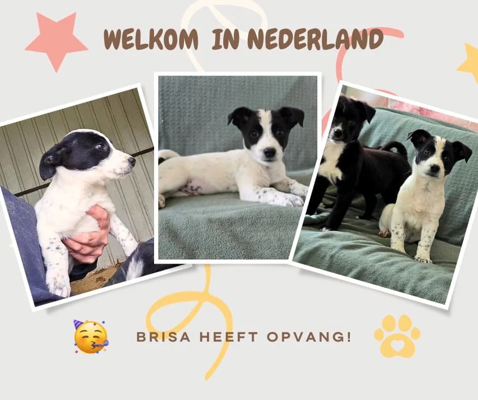Basket, male puppy Mixed Breed for adoption at Straydogs Rescue Nederland, RC Nieuwe Pekela