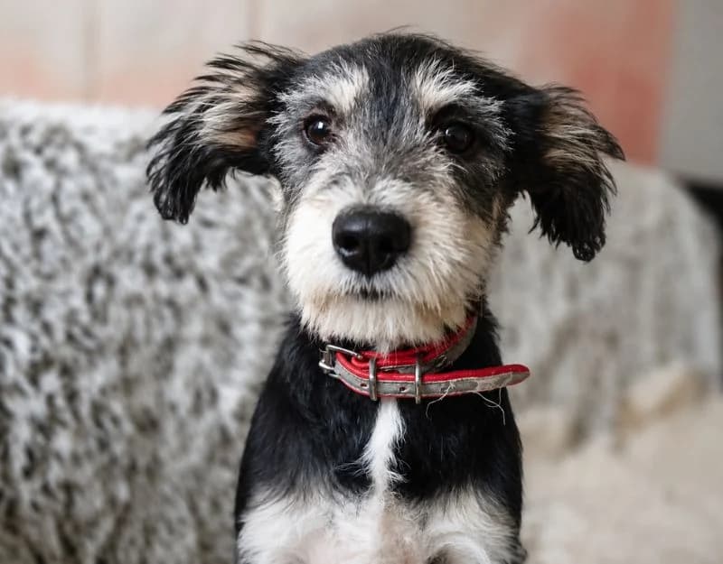 Binske, female puppy Mixed Breed for adoption at Straydogs Rescue Nederland, RC Nieuwe Pekela
