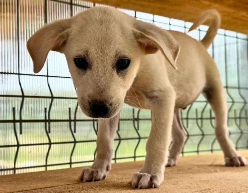 Bobby Ray, male puppy Mixed Breed for adoption at Straydogs Rescue Nederland, RC Nieuwe Pekela