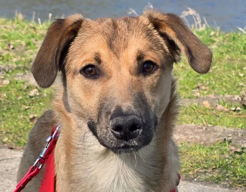 Brad, male puppy Mixed Breed for adoption at Straydogs Rescue Nederland, RC Nieuwe Pekela