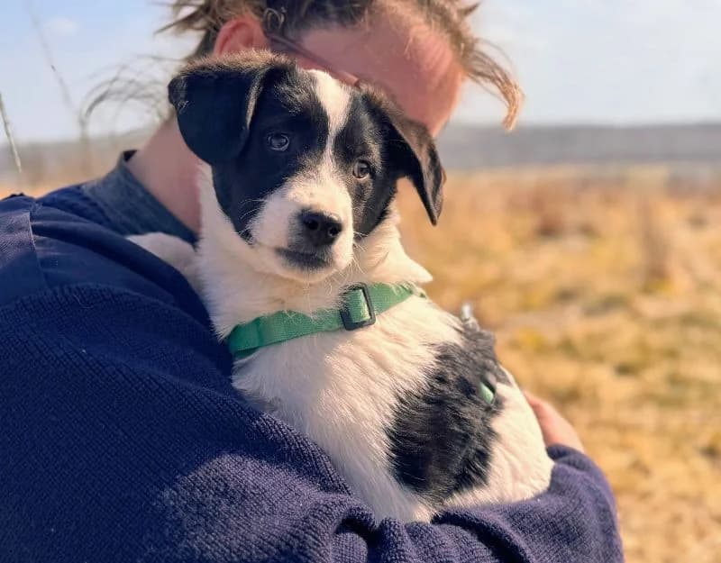 Bradley, male puppy Mixed Breed for adoption at Straydogs Rescue Nederland, RC Nieuwe Pekela