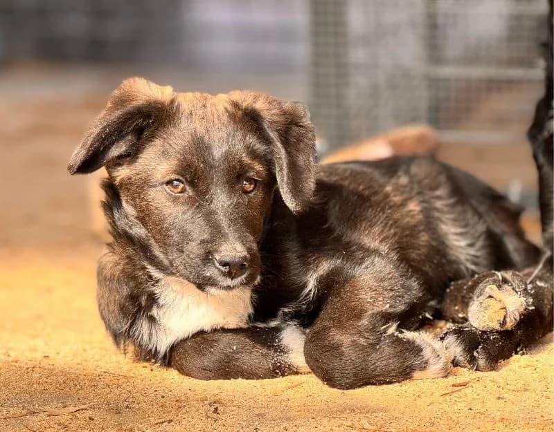 Buddy, male puppy Mixed Breed for adoption at Straydogs Rescue Nederland, RC Nieuwe Pekela