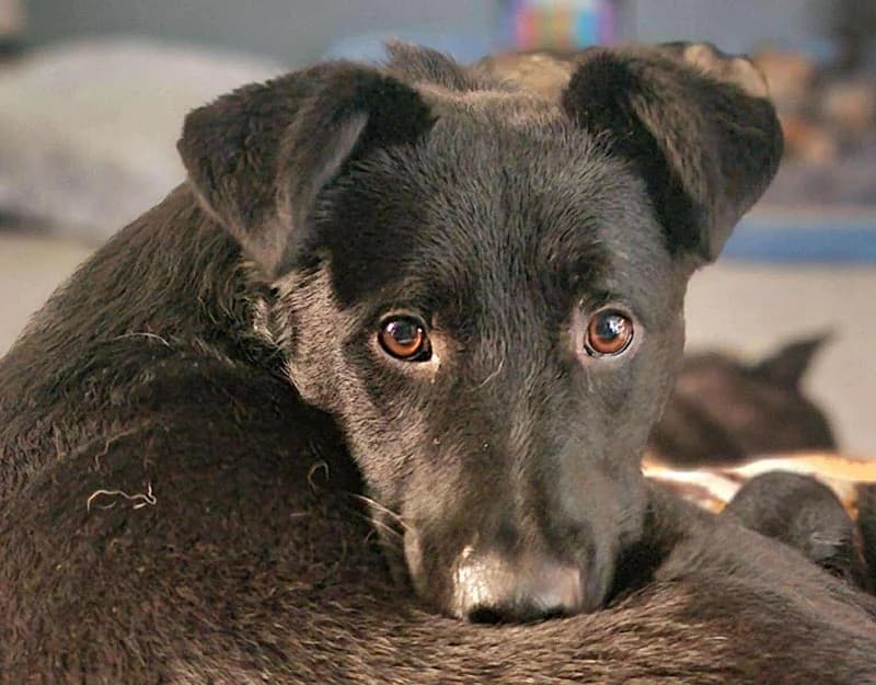 Carlos, male young Mixed Breed for adoption at Straydogs Rescue Nederland, RC Nieuwe Pekela