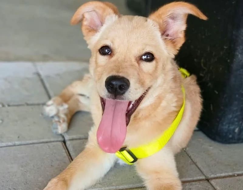 Charlie, male puppy Mixed Breed for adoption at Straydogs Rescue Nederland, RC Nieuwe Pekela