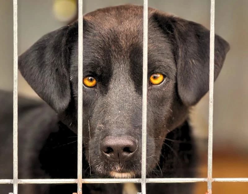 Chess, goud male 3yo Mixed Breed for adoption at Straydogs Rescue Nederland, RC Nieuwe Pekela