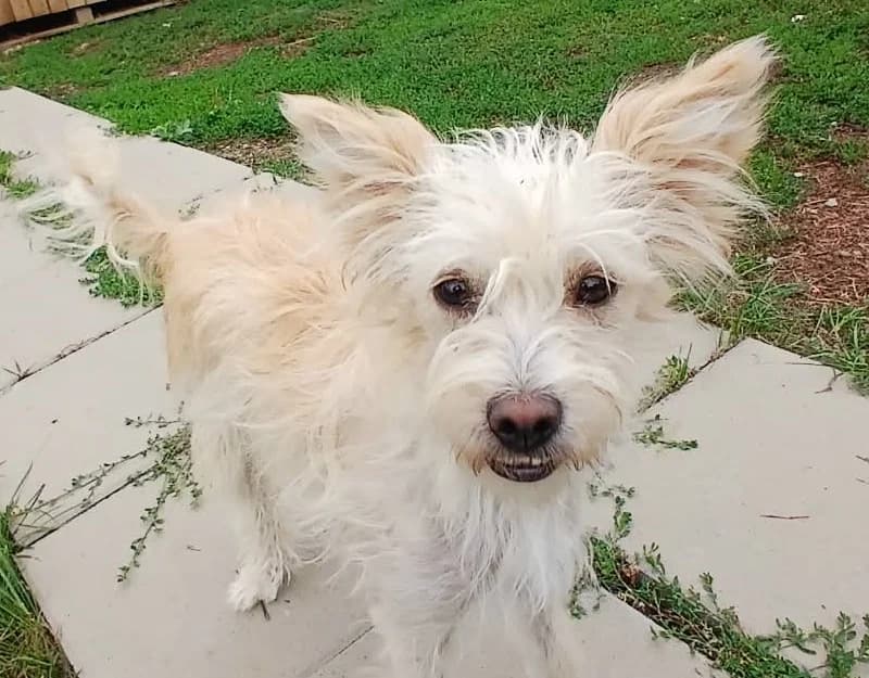 Coco 1, female young Mixed Breed for adoption at Straydogs Rescue Nederland, RC Nieuwe Pekela