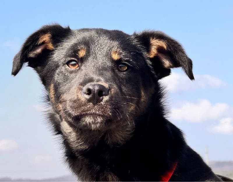 Echo, male puppy Mixed Breed for adoption at Straydogs Rescue Nederland, RC Nieuwe Pekela