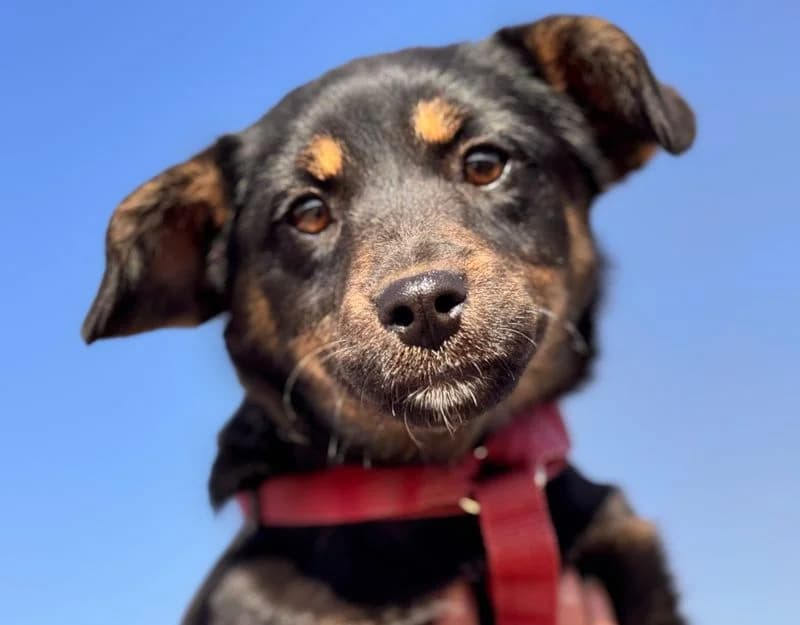 Eden, female puppy Mixed Breed for adoption at Straydogs Rescue Nederland, RC Nieuwe Pekela