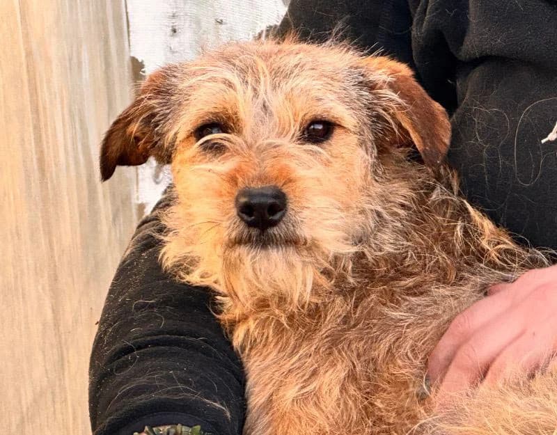 El, female puppy Mixed Breed for adoption at Straydogs Rescue Nederland, RC Nieuwe Pekela