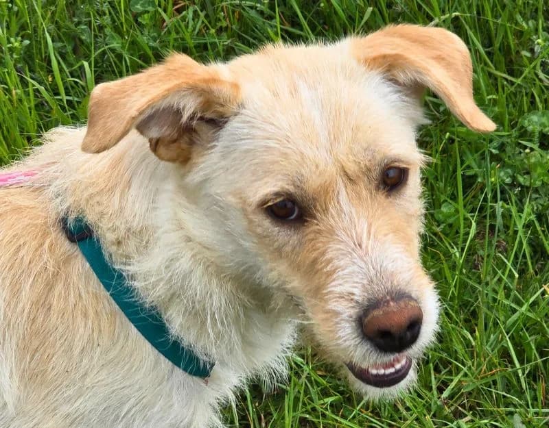 Emily, female young Mixed Breed for adoption at Straydogs Rescue Nederland, RC Nieuwe Pekela