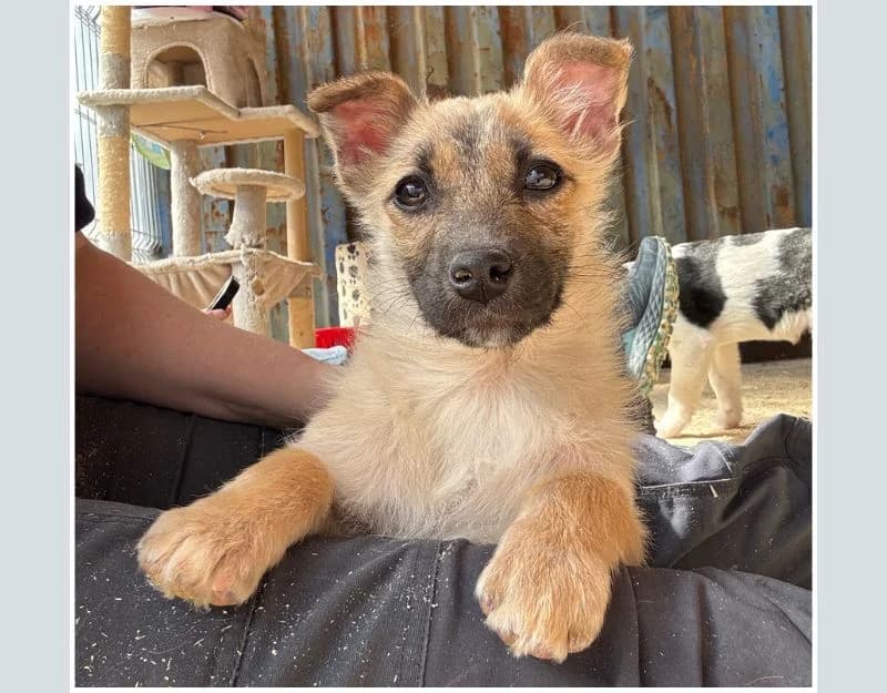 Erika, female puppy Mixed Breed for adoption at Straydogs Rescue Nederland, RC Nieuwe Pekela