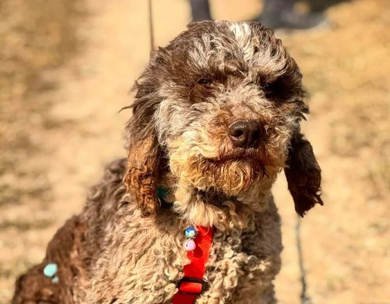 Erin, female 3yo Mixed Breed for adoption at Straydogs Rescue Nederland, RC Nieuwe Pekela