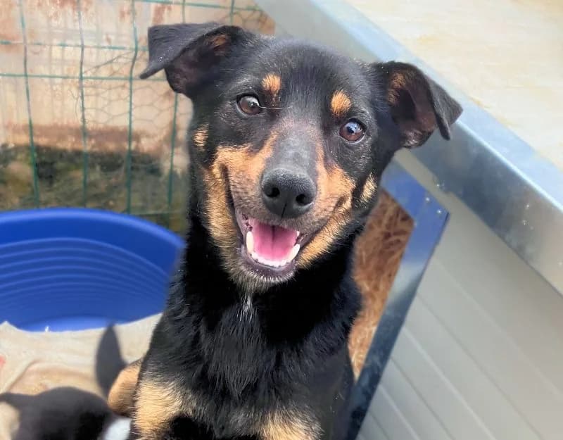 Evie, female puppy Mixed Breed for adoption at Straydogs Rescue Nederland, RC Nieuwe Pekela