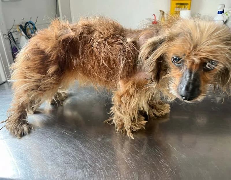 Faith, female 3yo Mixed Breed for adoption at Straydogs Rescue Nederland, RC Nieuwe Pekela