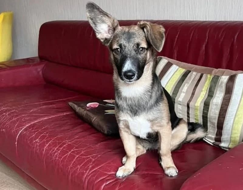 Fientje, female young Mixed Breed for adoption at Straydogs Rescue Nederland, RC Nieuwe Pekela