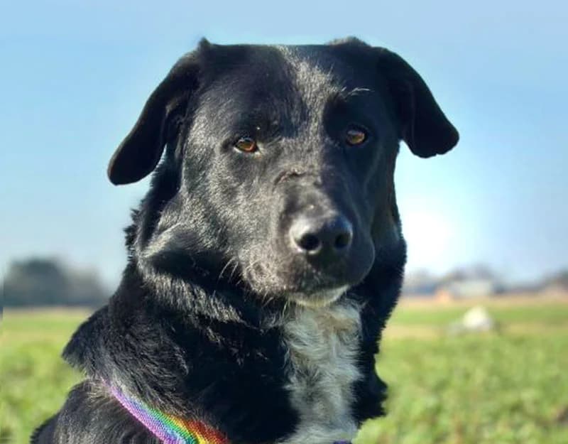 Finn, male 4yo Mixed Breed for adoption at Straydogs Rescue Nederland, RC Nieuwe Pekela
