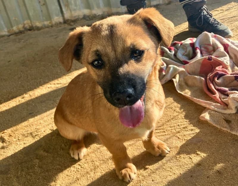 Flopsie, female puppy Mixed Breed for adoption at Straydogs Rescue Nederland, RC Nieuwe Pekela