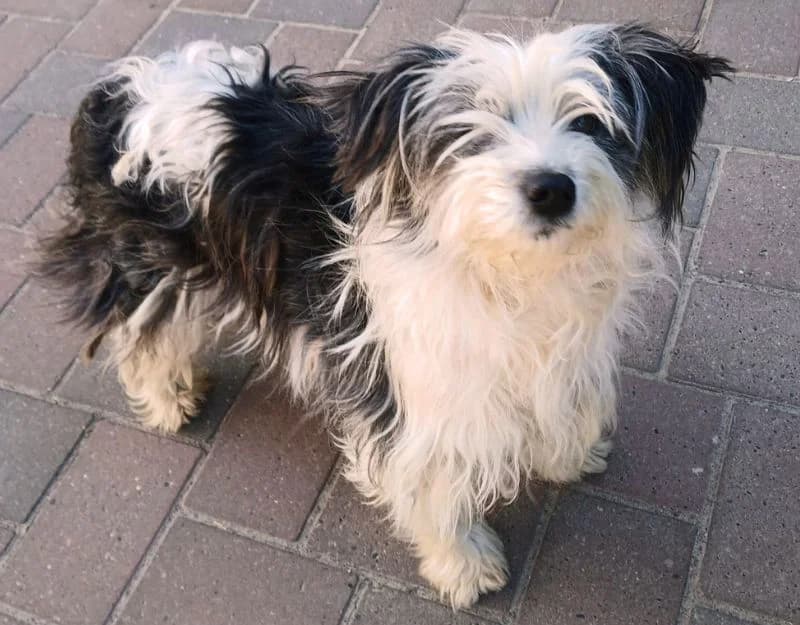 Frizzle, female young Mixed Breed for adoption at Straydogs Rescue Nederland, RC Nieuwe Pekela