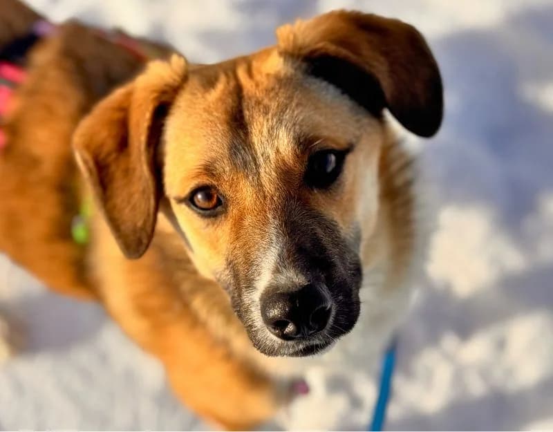 Frodo, male puppy Mixed Breed for adoption at Straydogs Rescue Nederland, RC Nieuwe Pekela