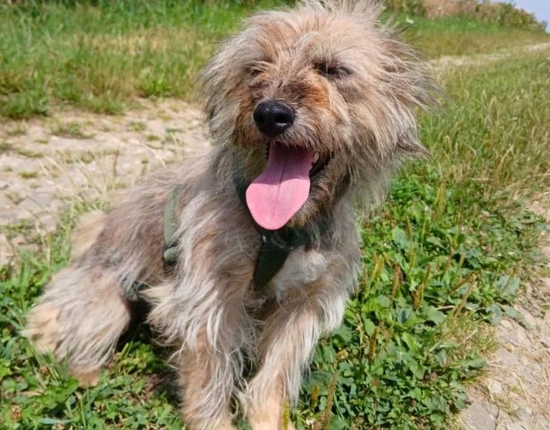 Gravy, female young Mixed Breed for adoption at Straydogs Rescue Nederland, RC Nieuwe Pekela