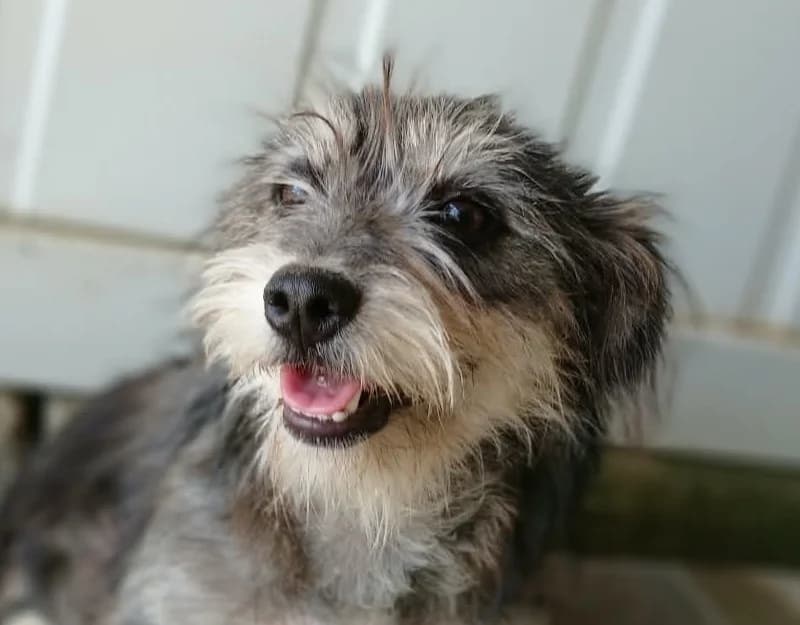 Honey, female young Mixed Breed for adoption at Straydogs Rescue Nederland, RC Nieuwe Pekela