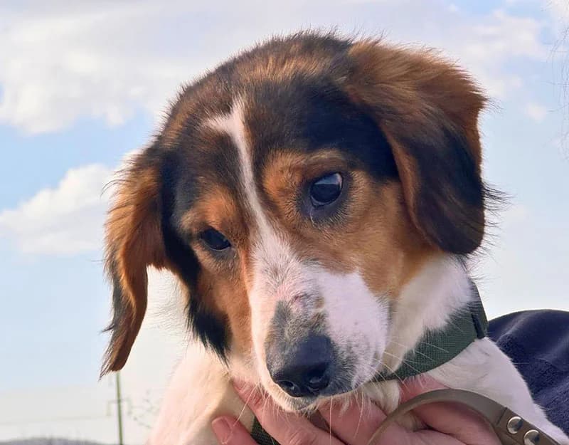 Humpy, male 3yo Mixed Breed for adoption at Straydogs Rescue Nederland, RC Nieuwe Pekela
