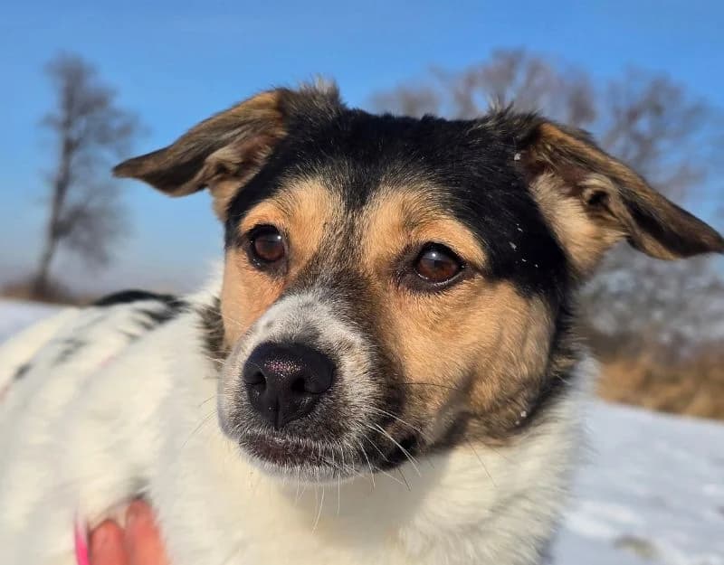 Jellybean, female young Mixed Breed for adoption at Straydogs Rescue Nederland, RC Nieuwe Pekela