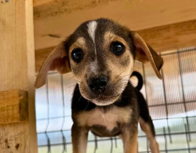 Jibbe, male puppy Mixed Breed for adoption at Straydogs Rescue Nederland, RC Nieuwe Pekela