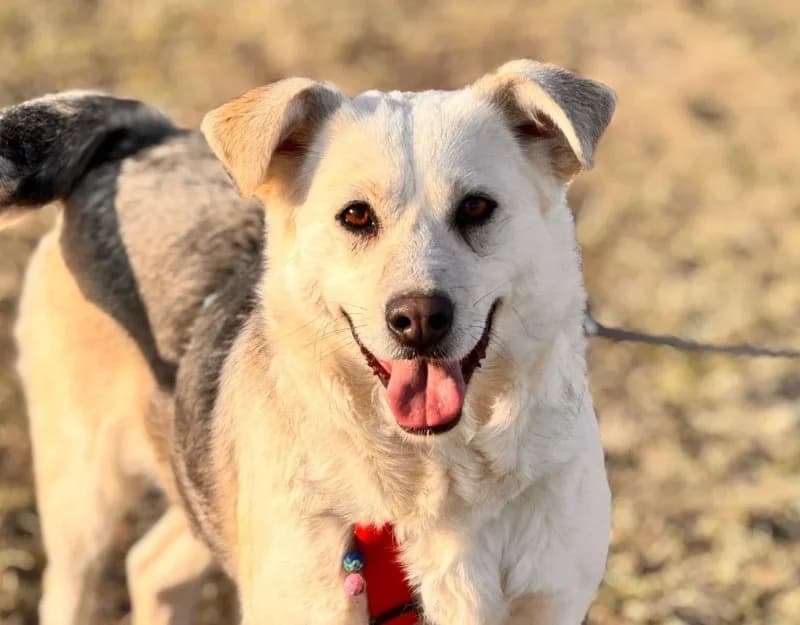 Joy, female young Mixed Breed for adoption at Straydogs Rescue Nederland, RC Nieuwe Pekela