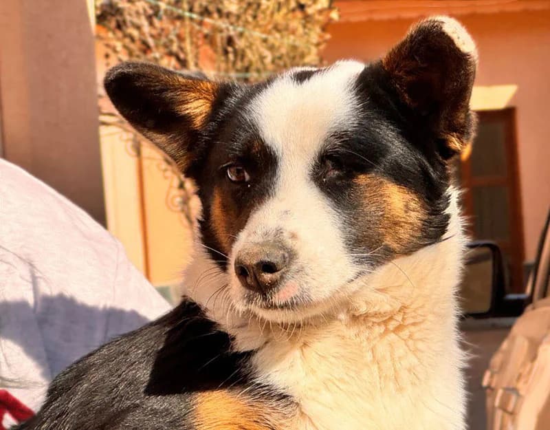 Keira, female Mixed Breed for adoption at Straydogs Rescue Nederland, RC Nieuwe Pekela