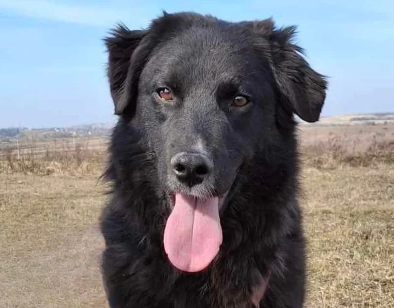 Kenny, male young Mixed Breed for adoption at Straydogs Rescue Nederland, RC Nieuwe Pekela