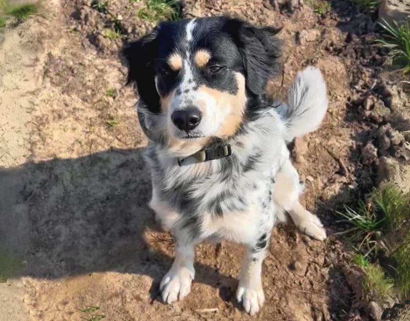 Kesh, male young Mixed Breed for adoption at Straydogs Rescue Nederland, RC Nieuwe Pekela